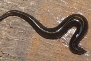 Robak-kosmity atakuje terytorium stanów zjednoczonych Robak-kosmity atakuje terytorium stanów zjednoczonych